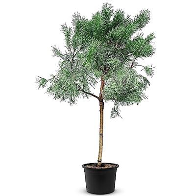 Pijnboom - hoogte 220 cm Pijnboom - hoogte 220 cm