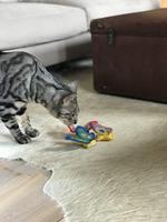 Yeowww! Butterfly Blauw - thumbnail