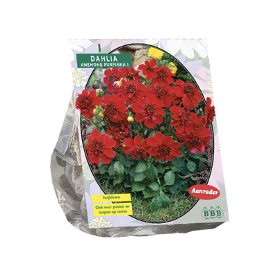 Bloembollen Dahlia Purpinka 1 stuk Baltus - Baltus