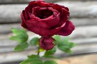 Enkele rode pioenroos Buitengewoon de Boet - Buitengewoon de boet - thumbnail