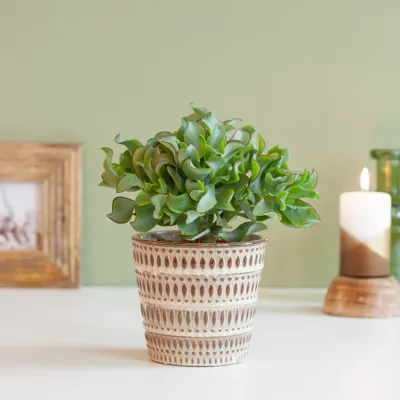 Crassula Curly Green - Jadeplant - P12