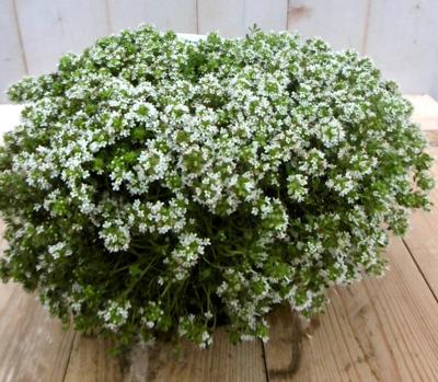 Tijm wit Kruiden Thymus Warentuin Natuurlijk - Warentuin natuurlijk