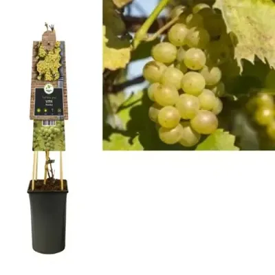 Witte Druif Vitis Riesling 75 cm klimplant