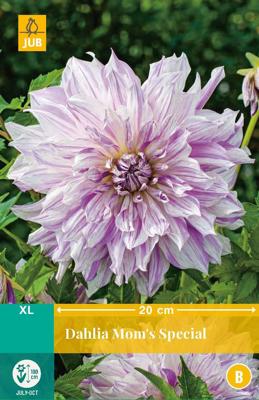 Dahlia mom's special bloembol 1 stuk Dahlia JUB - Jub