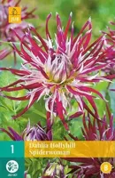 Dahlia hollyhill spiderwoman - thumbnail