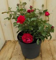 Rosa Struikroos rozen rood Warentuin Natuurlijk - Warentuin natuurlijk - thumbnail