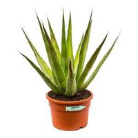 Agave triangularis S kamerplant - thumbnail