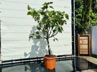 Vijgenboom - Ficus Carica - stamomvang 14-16 cm - thumbnail