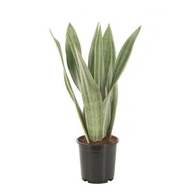 Sansevieria Metallica - Witte Vrouwentong - P14