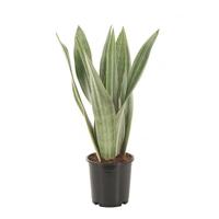 Sansevieria Metallica - Witte Vrouwentong - P14 - thumbnail