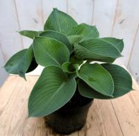 Hosta donkergroen - Warentuin natuurlijk - thumbnail
