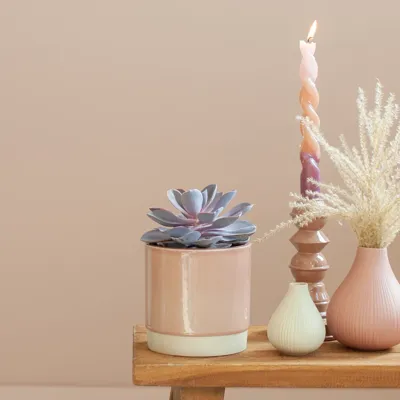 Echeveria Purple Pearl - Rozet Succulent - P12