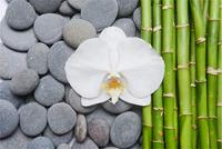 Fotobehang - Bamboe, Orchidee en stenen, Spa, Inspiratie, in 11 maten, inclusief behanglijm - thumbnail