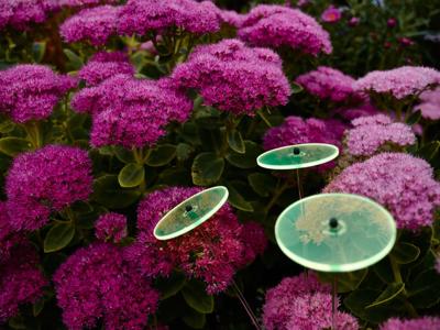 7 stuks! Zonnevangers Groen groot 175x20 cm Cazador Del Sol - Cazador del sol