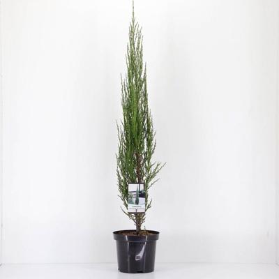 Juniperus scopulorum blue arrow 75 cm Conifeer Jeneverbes Warentuin Natuurlijk - Warentuin natuurlijk