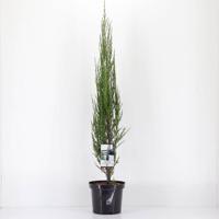 Juniperus scopulorum blue arrow 75 cm Conifeer Jeneverbes Warentuin Natuurlijk - Warentuin natuurlijk - thumbnail