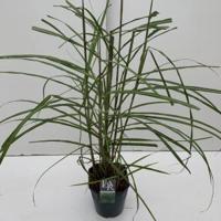 Prachtriet (Miscanthus sinensis "Malepartus") siergras - In 5 liter pot - 1 stuks - thumbnail