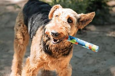 CHUCKIT ECOFETCH ULTRA STICK GERECYCLED - thumbnail