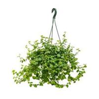 Ficus repens green sunny hangplant - thumbnail