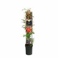 Oranje Trompetbloem (Campsis tagliabuana "Madame Galen") klimplant 120 cm - thumbnail