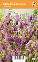 Klokjesbloem (campanula punctata "Rubrifolia") zomerbloeier - 12 stuks - thumbnail