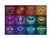 Ravensburger Gevleugelde dieren - thumbnail