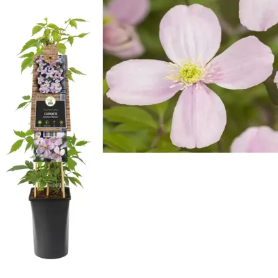 Roze bosrank (Clematis montana "Rubens") klimplant 70 cm