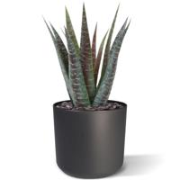 Aloë kunstplant 30cm - thumbnail