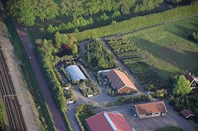 Olijfboom Pon Pon - Olea Europea