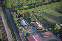 Olijfboom Pon Pon - Olea Europea - thumbnail