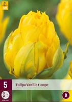Tulp vanille coupe 5 bollen - thumbnail
