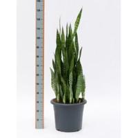 Sansevieria zeylanica riva - thumbnail