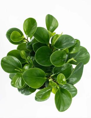 Peperomia mini bush green 13 cm kunstbloem zijde nepbloem Emerald - Emerald