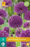 Bloembollen Allium Purple Sensation 5st - thumbnail