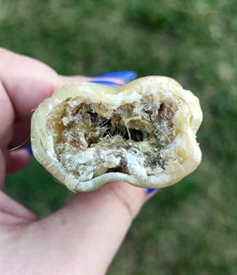 SYTA MICHA Kiwi with coconut - hondenkluif - 13,5 cm