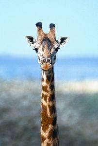 Animal Essences Giraffe (giraf) 30 Milliliter