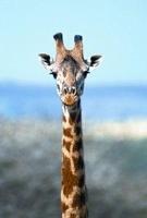 Animal Essences Giraffe (giraf) 30 Milliliter - thumbnail