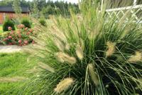 Lampenpoetsersgras - thumbnail