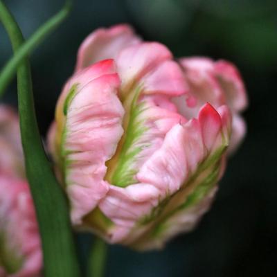 Kunst Tulpenbos RT 40cm Roze