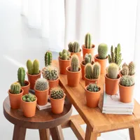 Mini Cactus mix - P6 (20 stuks) - thumbnail
