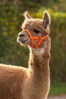 Alpaca halster oranje - thumbnail