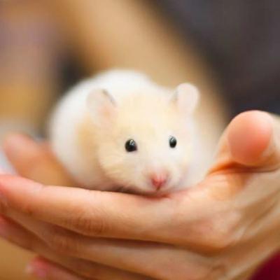 BEAPH.Care + 250 g hamstervoedsel