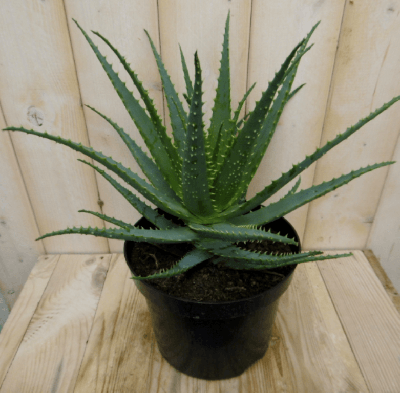 Aloe kamerplant Aloe vera Warentuin Natuurlijk - Warentuin natuurlijk
