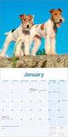 Fox Terrier Ruwhaar Kalender 2026 - thumbnail