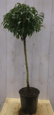 Prunus Angustifolia stam Portugese laurier 80 cm diameter 40 hoogte 150 cm Warentuin Natuurlijk - Warentuin natuurlijk