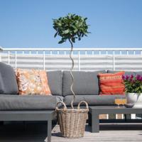 Laurus Nobilis - Laurierboom - P20 - thumbnail