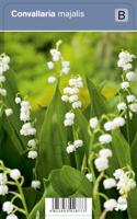 Lelietje-van-dalen (convallaria majalis) schaduwplant - 12 stuks - thumbnail