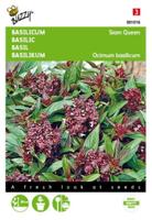 Basilicum Siam Queen - thumbnail