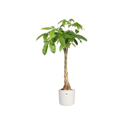 Bloempot B.for soft 16 cm wit elho - Elho - thumbnail