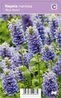 Vips Nepeta nervosa Blue Moon - Kattekruid - thumbnail